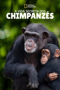A Vida Secreta dos Chimpanzés